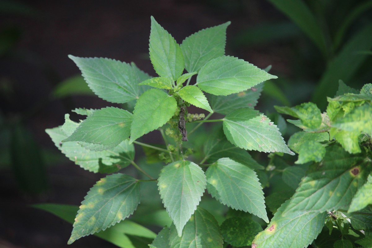 Acalypha ciliata Forssk.